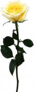 Роза Sunny Days одноголовая пионовидная 80 см желтая (Эквадор) Роза Sunny Days одноголовая пионовидная 80 см желтая (Эквадор)