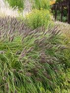 Корневище Heemskerk Vasteplanten B.V. пеннисетума Блек Бьюти 1 шт. Корневище Heemskerk Vasteplanten B.V. пеннисетума Блек Бьюти 1 шт.