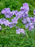 Кореневище Heemskerk Vasteplanten B.V. флокса Блу Мун 1 шт.