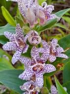 Корневище Heemskerk Vasteplanten B.V. трициртиса Хирта 1 шт.