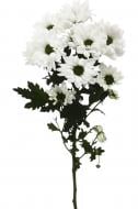 Хризантема Chic спрей (кустовая) 70 см белая (Нидерланды)