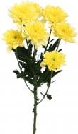 Хризантема Zembla Yellow спрей (кущова) 70 см жовта (Нідерланди)