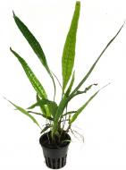 Рослина акваріумна Лотос К Мікросорум (Microsorum minor thin leaves)