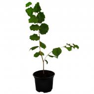 Саджанець Брусвяна Фундук сортовий крупноплідний