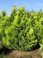 Растение Кипарисовик lawsoniana Ivonne 13/35