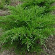 Растение Можжевельник Mint Julep 13/25