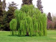 Растение Ива salix микс 17/50