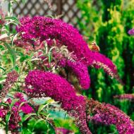 Растение Буддлея Nanho Purple 19/80
