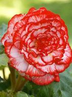 Бульба бегонії Мармората 1 шт. Бульба бегонії Мармората 1 шт.