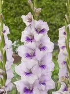 Бульбоцибулина гладіолуса Дісото 3 шт.