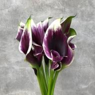 Растение Калла фиолетовая 9 х 30