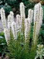 Корнеклубень лиатриса спиката белого 4 шт.