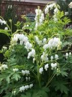 Корневище дицентры Спектабилис белая 1 шт. Корневище дицентры Спектабилис белая 1 шт.