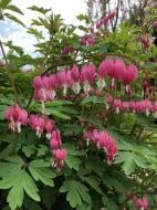 Корневище дицентры Спектабилис розовая 1 шт. Корневище дицентры Спектабилис розовая 1 шт.