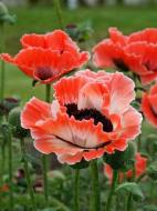 Кореневище маку Карнівал 1 шт.