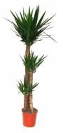 Растение Юкка d24/h140 3 ствола