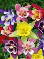 Корневище аквилегии Маккана смесь 1 шт.