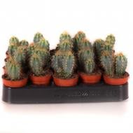 Растение Кактус 5*10 Pilosocereus Azureus