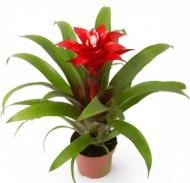 Растение Гузмания d9/h20 красная Tempo