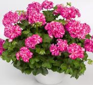 Растение Пеларгония пельтатум Иви(ампельно) д.19-20(амп)