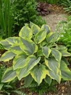 Корневище хосты Алветин Тейлер І 1 шт.