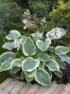 Корневище хосты Американ Хало 1 шт. Корневище хосты Американ Хало 1 шт.