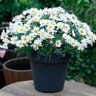 Растение Аргирантемум фрутескенс д.12