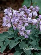 Кореневище хости Блу Маус Іерс 1 шт.