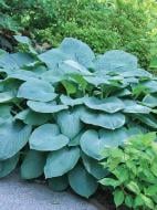 Корневище хосты Брессингем Блу XL 1 шт.