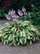 Корневище хосты Вайд Врим XL 1 шт.