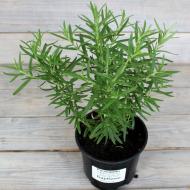 Растение Розмарин d12