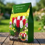Луковица Комплект гиацинтов Малибу упаковка 6 шт. Яскрава
