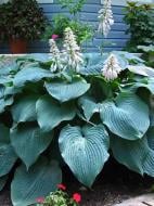Корневище хосты Элеганс XL 1 шт.