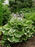 Корневище хосты Кристмас Три І 1 шт.