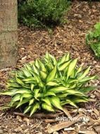 Корневище хосты Лейксайд Литтл Тафт 1 шт.