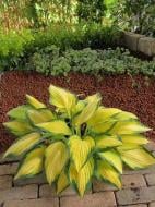 Кореневище хости Оранж Мармелад 1 шт.