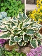 Корневище хосты Патриот 1 шт.