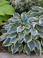 Корневище хосты Фест Фрост 1 шт. Корневище хосты Фест Фрост 1 шт.