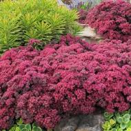 Рослина Очиток Даззлберр (Sedum Dazzleberry)С1