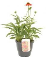 Растение Эхинацея бледная (Echinacea pallida) С3