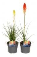 Растение Книпхофия 'Амейзинг Фан' (Kniphofia 'AmazingFun') c3