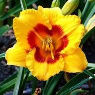 Рослина Лілейник Блекбері Щербет (Hemerocallis 'Blackberry Sherbert') С3