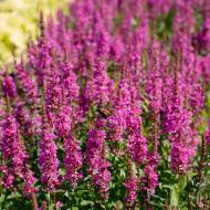 Растение Плакун ивнистый Роберт (Lythrum sal.'Robert') с3