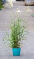 Растение Мискантус китайский Клейн Фонтан (Miscanthus sin. Kleine Fontane) c3