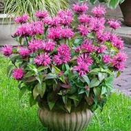 Рослина Монарда Пінк Лейс (Monarda Pink Lace) С1