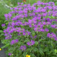Рослина Монарда Прарінахт (Monarda 'Prarienacht') С1