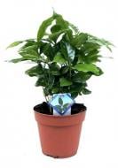 Растение Кофе Арабика d12/h30-40