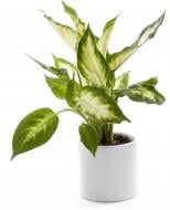 Растение Дифенбахия d12/h30-40