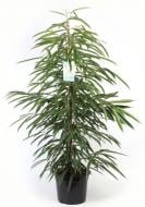 Растение Фикус Али d24/h140