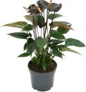 Растение Антуриум Andreanum Black Love d12/h40